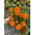 Marigold